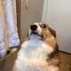 Bearitone