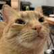 Pekodes