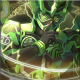 Cronus