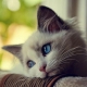 Catjung
