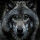 LoneWolf3123